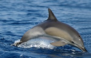 Striped Dolphin :: Dolphin Species in Lanzarote